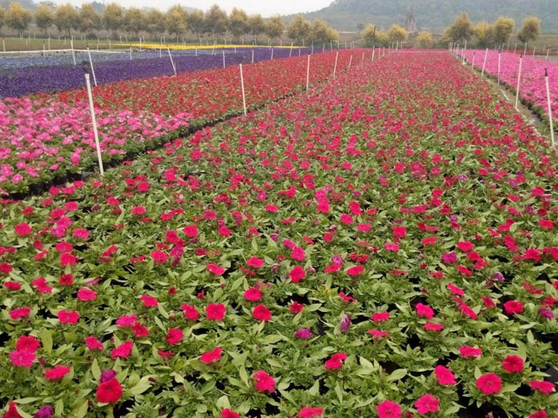 草花苗木基地 山東青州草花批發(fā)價(jià)格低